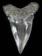 Unusually Shaped Angustidens Tooth #30190-1